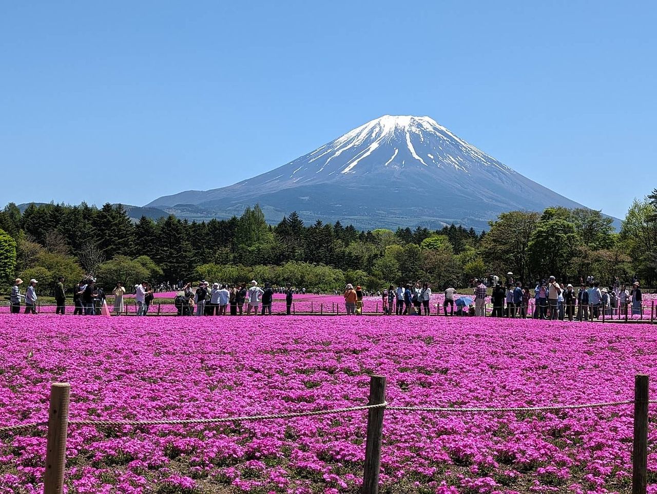富士山芝桜見に行ってまいりました